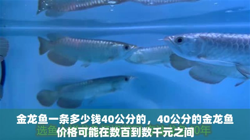 金龍魚一條多少錢40公分的，40公分的金龍魚價格可能在數百到數千元之間