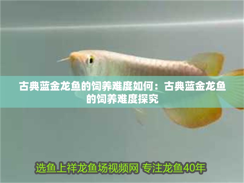 古典藍金龍魚的飼養(yǎng)難度如何：古典藍金龍魚的飼養(yǎng)難度探究
