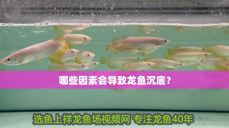 哪些因素會導致龍魚沉底？