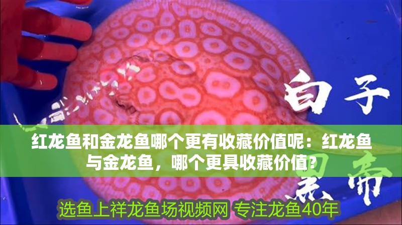 紅龍魚和金龍魚哪個更有收藏價值呢：紅龍魚與金龍魚，哪個更具收藏價值？