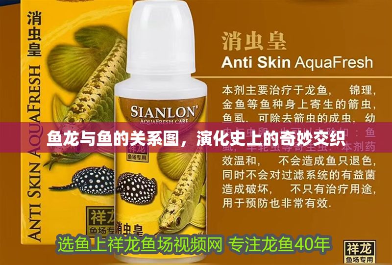 魚龍與魚的關系圖，演化史上的奇妙交織