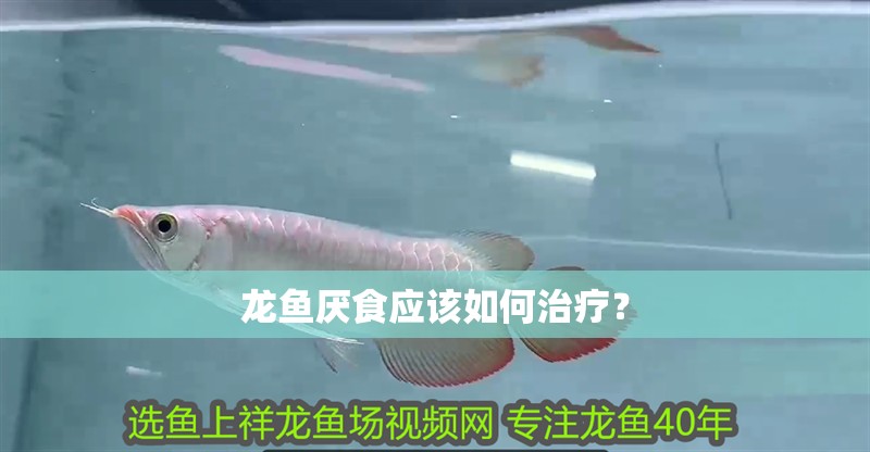 龍魚厭食應(yīng)該如何治療？ 龍魚厭食應(yīng)該如何治療？ 龍魚百科