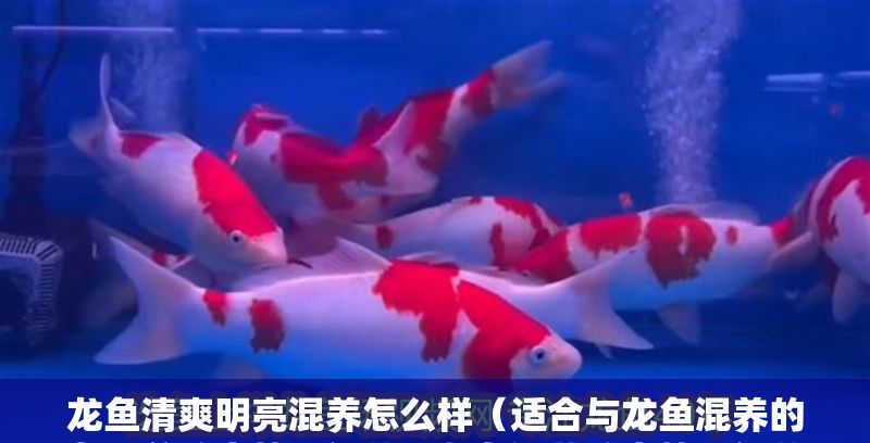龍魚清爽明亮混養(yǎng)怎么樣（適合與龍魚混養(yǎng)的魚類并注意管理細(xì)節(jié)，龍魚混養(yǎng)注意管理細(xì)節(jié)）