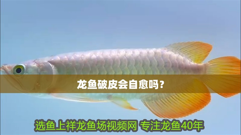 龍魚破皮會自愈嗎？
