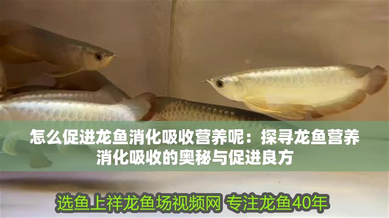 怎么促進龍魚消化吸收營養呢：探尋龍魚營養消化吸收的奧秘與促進良方