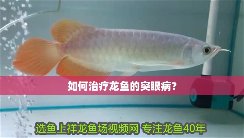 如何治療龍魚的突眼病？