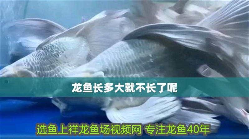 龍魚(yú)長(zhǎng)多大就不長(zhǎng)了呢