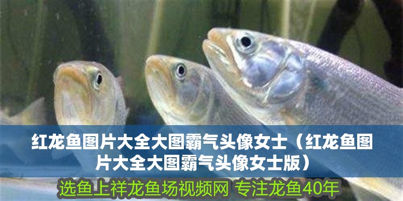 紅龍魚圖片大全大圖霸氣頭像女士（紅龍魚圖片大全大圖霸氣頭像女士版）