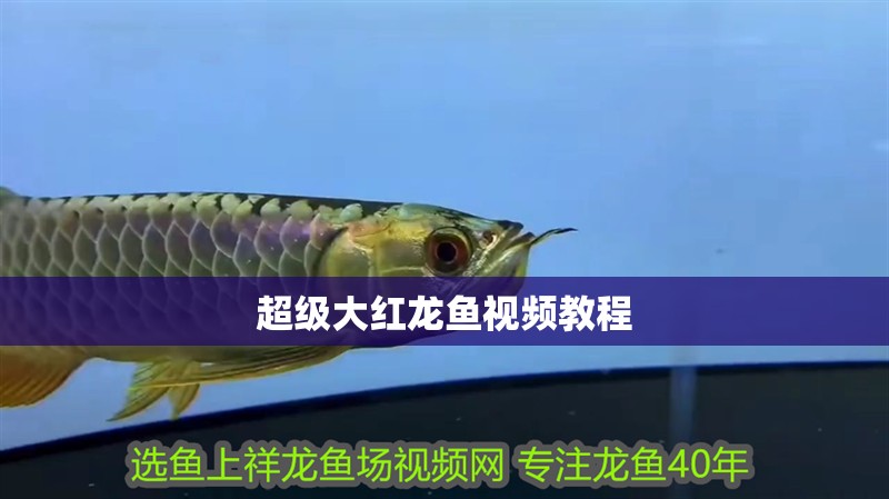 超級大紅龍魚視頻教程 超級大紅龍魚視頻教程 龍魚百科