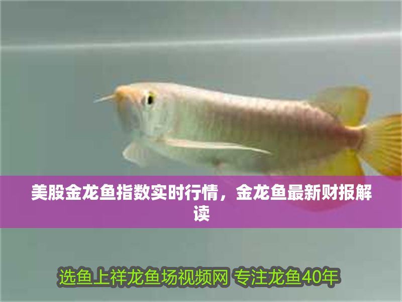 美股金龍魚(yú)指數(shù)實(shí)時(shí)行情，金龍魚(yú)最新財(cái)報(bào)解讀