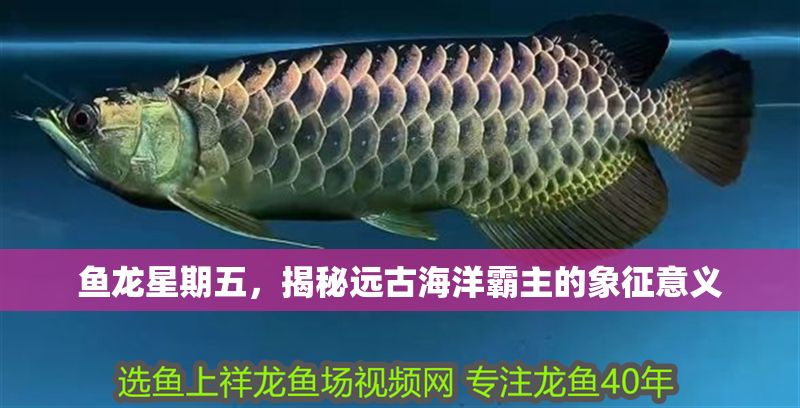 魚龍星期五，揭秘遠(yuǎn)古海洋霸主的象征意義