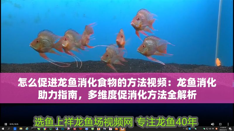 怎么促進龍魚消化食物的方法視頻：龍魚消化助力指南，多維度促消化方法全解析