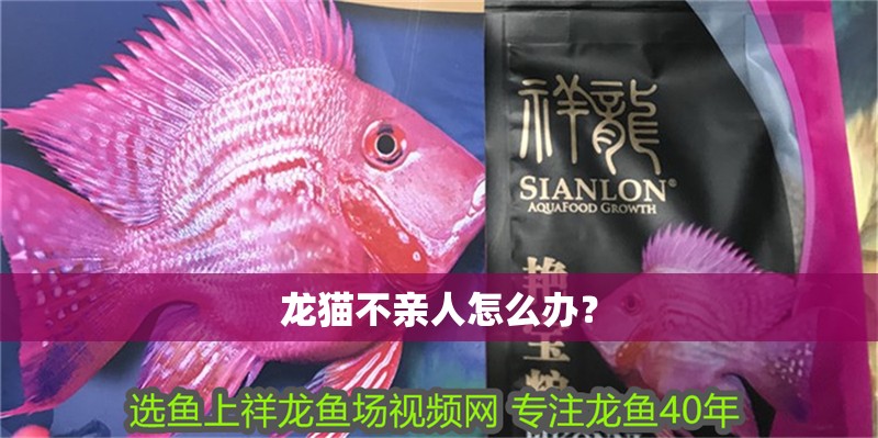 龍貓不親人怎么辦？