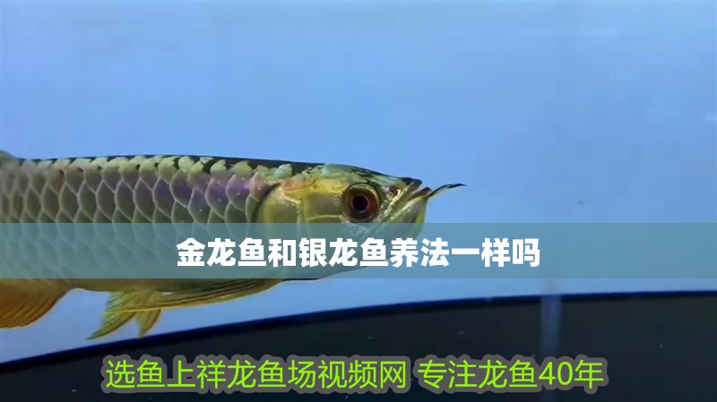 金龍魚和銀龍魚養法一樣嗎
