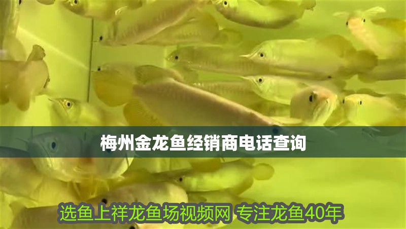 梅州金龍魚經銷商電話查詢