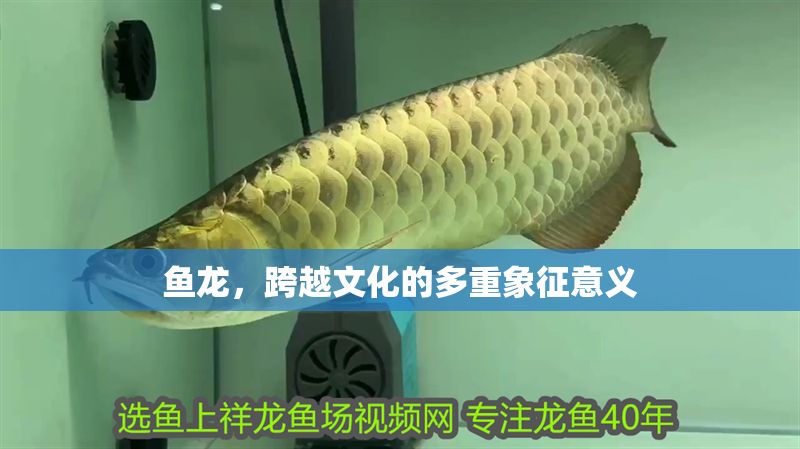魚龍，跨越文化的多重象征意義