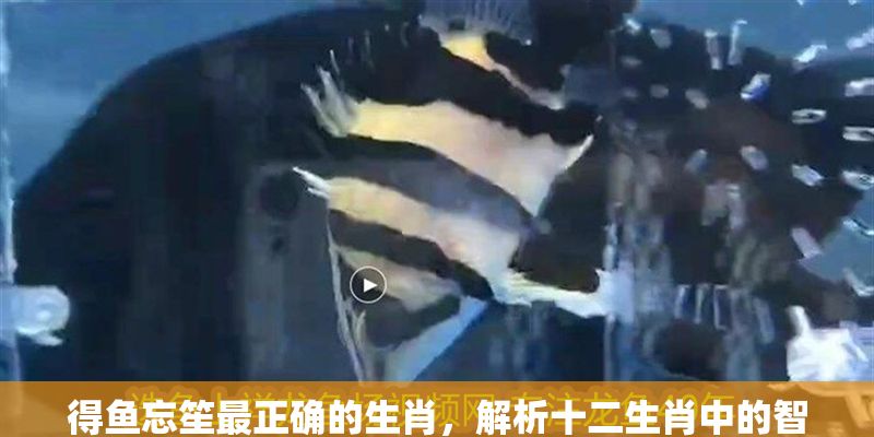 得魚忘笙最正確的生肖，解析十二生肖中的智慧與取舍，得魚忘笙最正確的生肖，十二生肖智慧與取舍深度解析