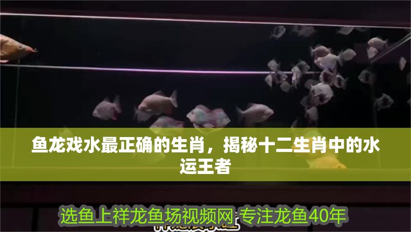 魚龍戲水最正確的生肖，揭秘十二生肖中的水運王者