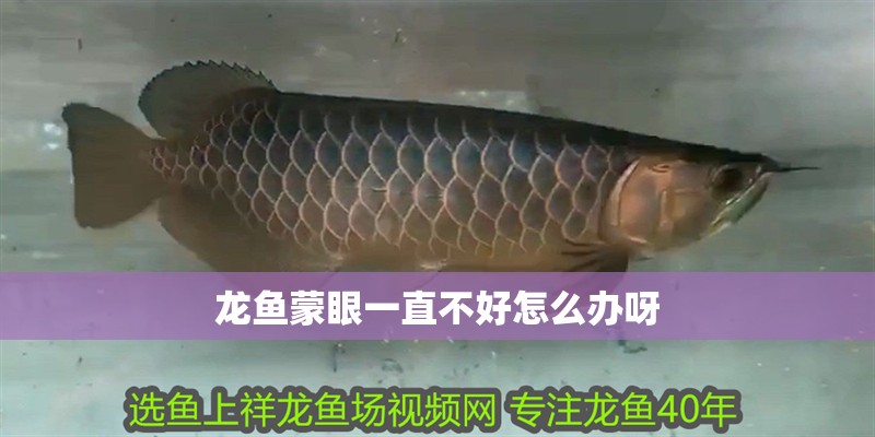龍魚蒙眼一直不好怎么辦呀 龍魚蒙眼一直不好怎么辦呀 龍魚百科