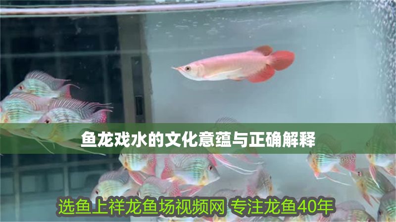 魚龍戲水的文化意蘊與正確解釋