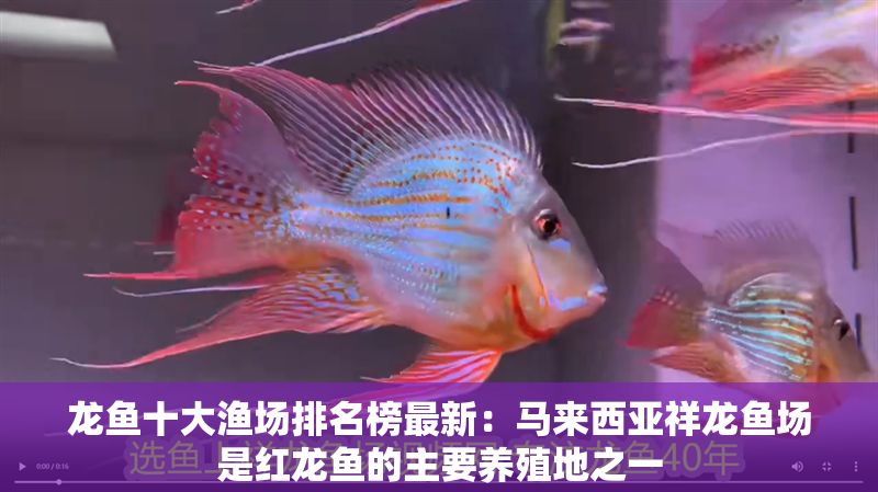 龍魚十大漁場排名榜最新：馬來西亞祥龍魚場是紅龍魚的主要養殖地之一