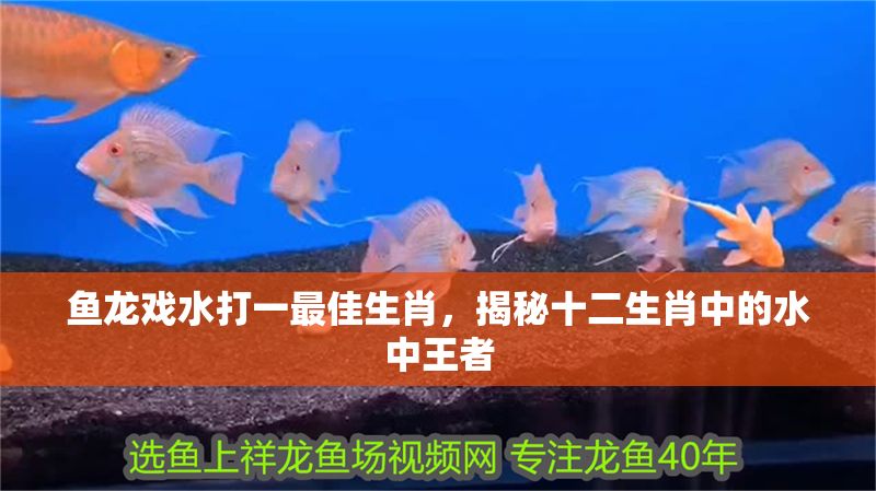 魚龍戲水打一最佳生肖，揭秘十二生肖中的水中王者