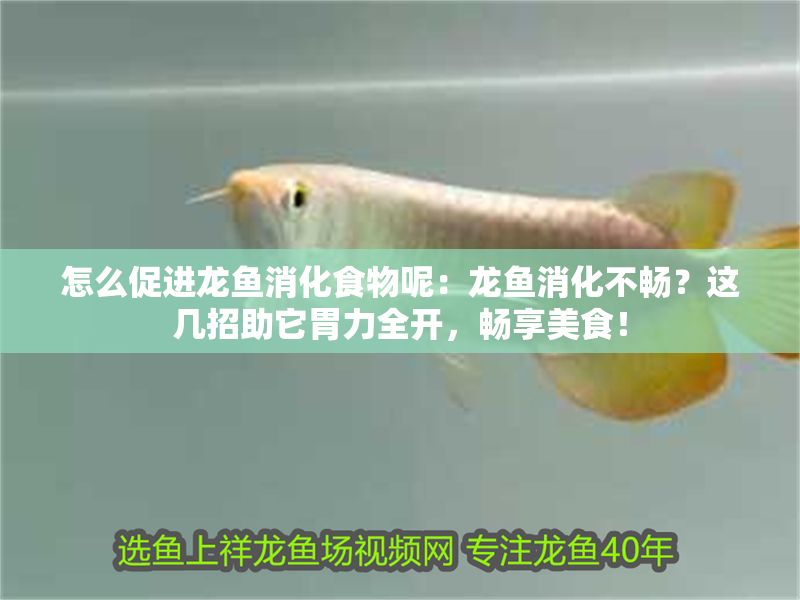 怎么促進(jìn)龍魚(yú)消化食物呢：龍魚(yú)消化不暢？這幾招助它胃力全開(kāi)，暢享美食！