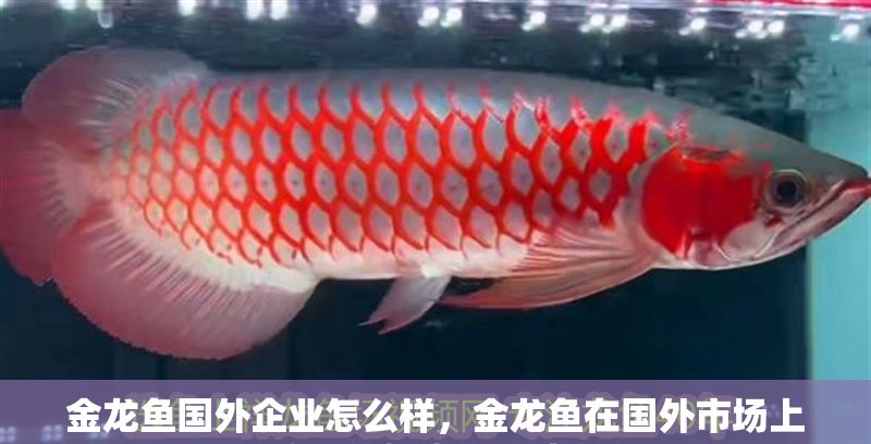 金龍魚國外企業怎么樣，金龍魚在國外市場上的顯著擴張和影響力