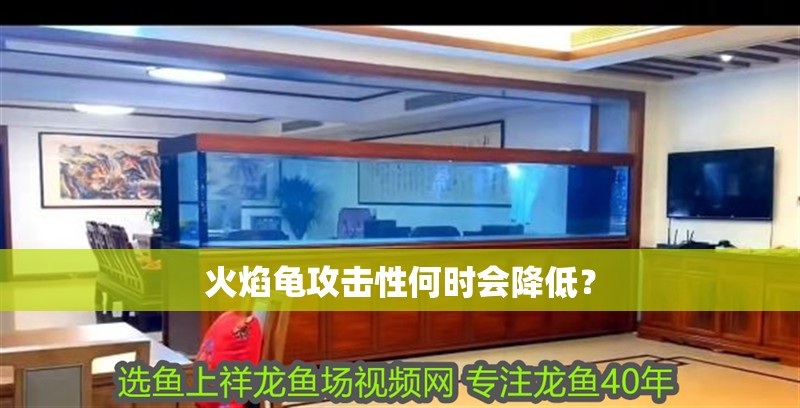 火焰龜攻擊性何時會降低？ 火焰龜攻擊性何時會降低？ 龍魚百科