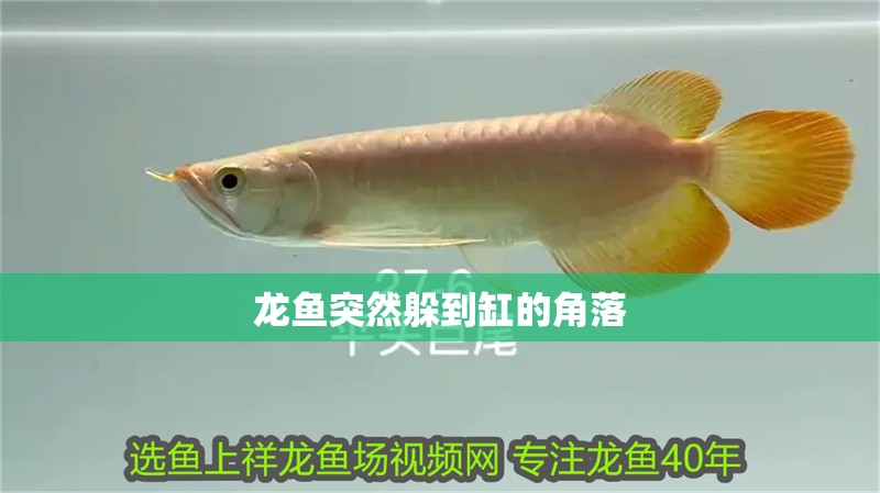 龍魚突然躲到缸的角落