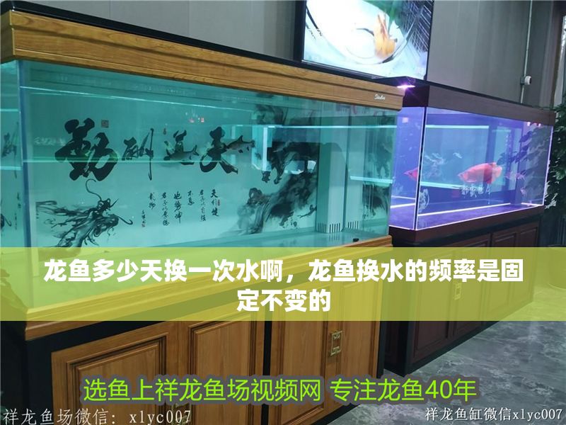 龍魚多少天換一次水啊，龍魚換水的頻率是固定不變的