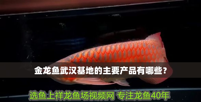 魚缸過濾器選購指南:自制魚缸過濾器魚缸上置過濾器對于養魚愛好者的必備知識 金龍魚武漢基地的主要產品有哪些? 水族問答 金龍魚武漢基地的主要產品有哪些? 金龍魚武漢基地的主要產品有哪些? 水族問答