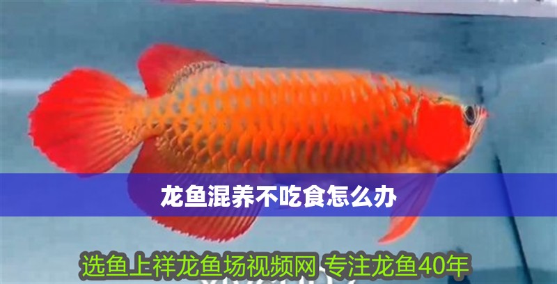 龍魚混養不吃食怎么辦
