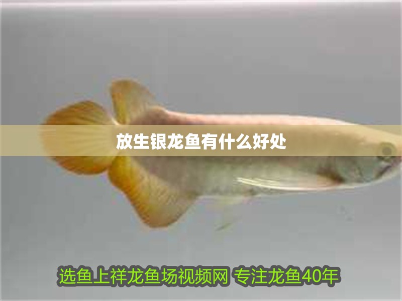 放生銀龍魚有什么好處 放生銀龍魚有什么好處 龍魚百科