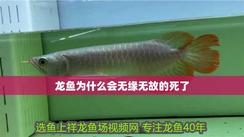 龍魚為什么會無緣無故的死了