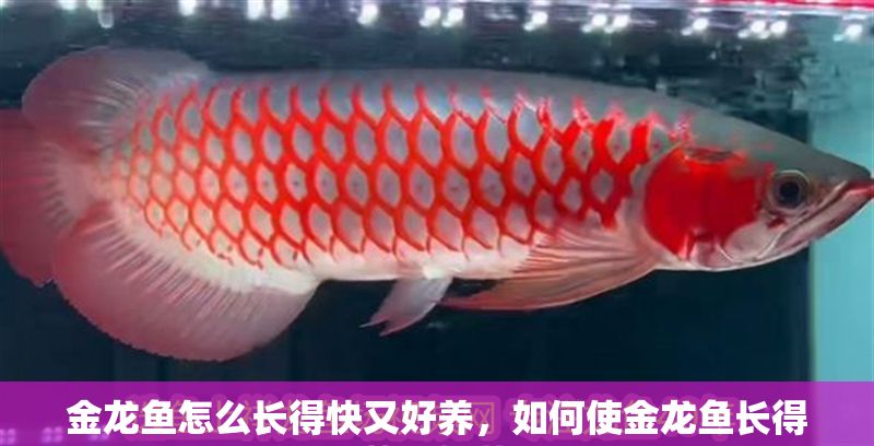 金龍魚怎么長得快又好養，如何使金龍魚長得快又好養