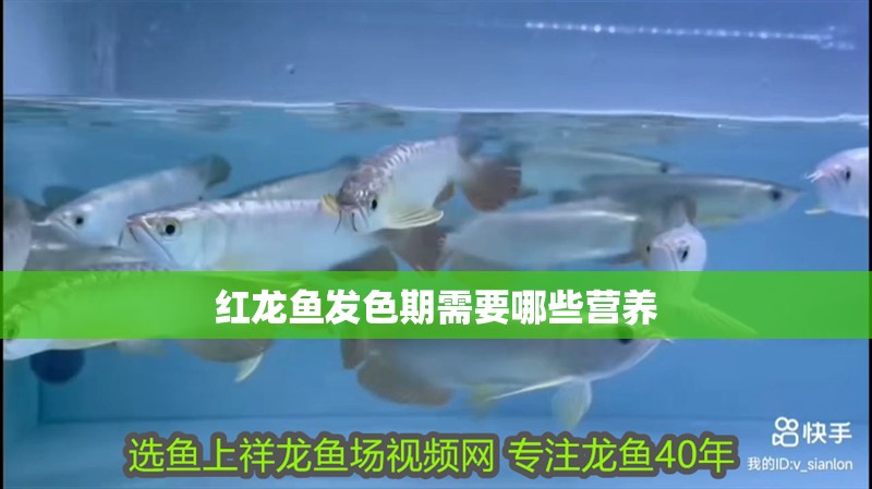 魚缸過濾器選購指南:自制魚缸過濾器魚缸上置過濾器對于養魚愛好者的必備知識 紅龍魚發色期需要哪些營養 龍魚百科 紅龍魚發色期需要哪些營養 紅龍魚發色期需要哪些營養 龍魚百科