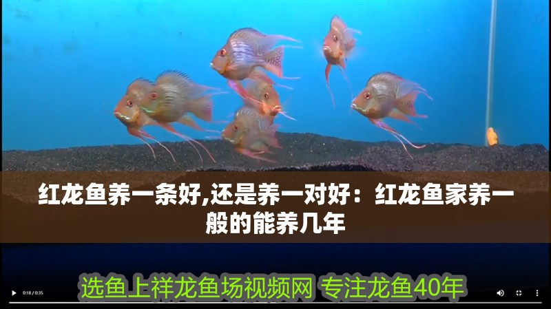 紅龍魚養一條好,還是養一對好：紅龍魚家養一般的能養幾年