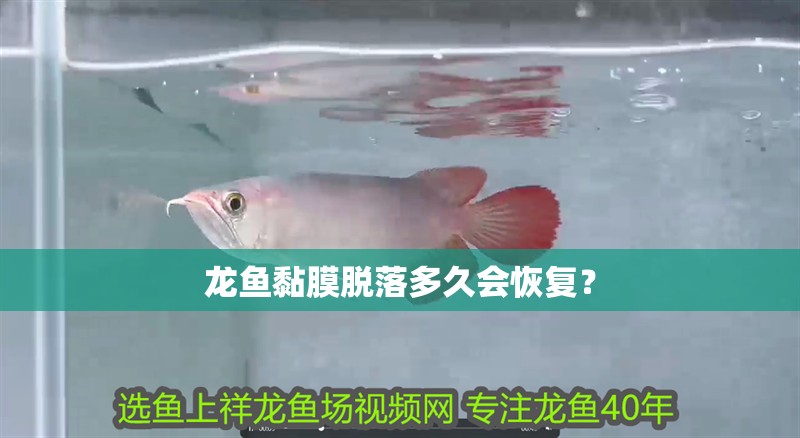 龍魚黏膜脫落多久會(huì)恢復(fù)？