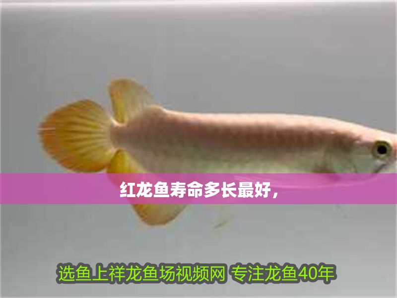 紅龍魚壽命多長最好， 紅龍魚壽命多長最好， 龍魚百科 第1張