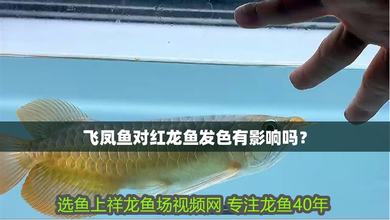 飛鳳魚對紅龍魚發(fā)色有影響嗎？
