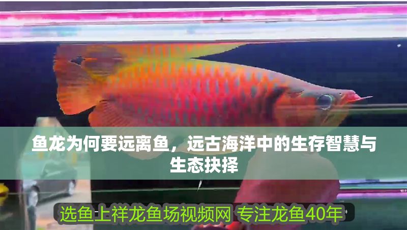 魚龍為何要遠離魚，遠古海洋中的生存智慧與生態抉擇 魚龍為何要遠離魚，遠古海洋中的生存智慧與生態抉擇 龍魚百科 第1張