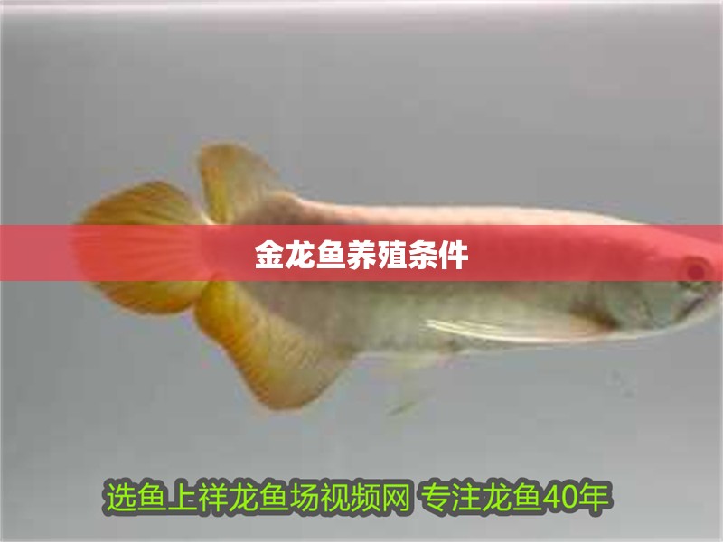 金龍魚養(yǎng)殖條件