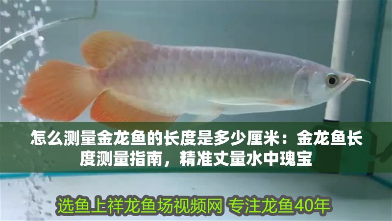 怎么測(cè)量金龍魚的長(zhǎng)度是多少厘米：金龍魚長(zhǎng)度測(cè)量指南，精準(zhǔn)丈量水中瑰寶