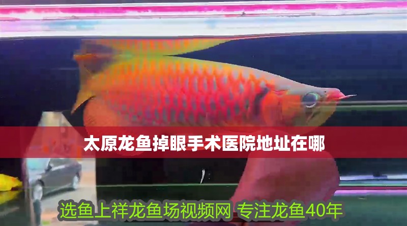 太原龍魚掉眼手術醫院地址在哪