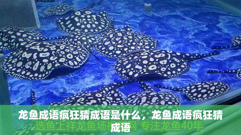 龍魚成語瘋狂猜成語是什么,龍魚成語瘋狂猜成語 龍魚百科 第2張 龍魚成語瘋狂猜成語是什么,龍魚成語瘋狂猜成語 龍魚成語瘋狂猜成語是什么,龍魚成語瘋狂猜成語 龍魚百科 第2張