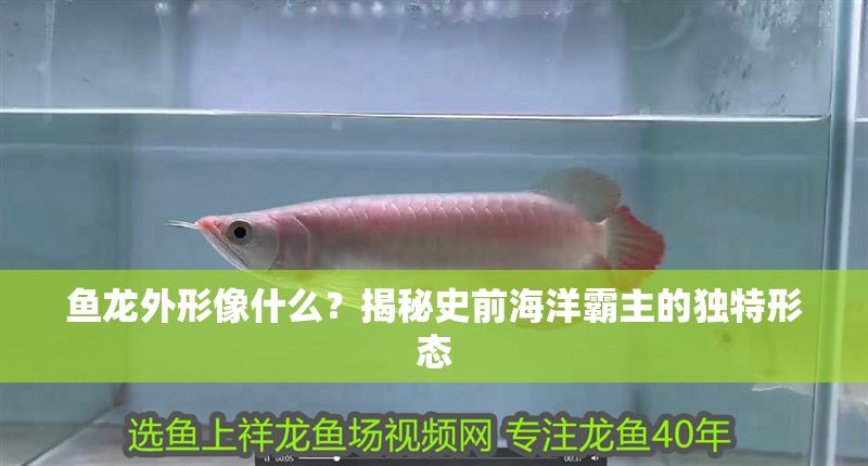 魚龍外形像什么?揭秘史前海洋霸主的獨特形態 龍魚百科 第1張 魚龍外形像什么?揭秘史前海洋霸主的獨特形態 魚龍外形像什么?揭秘史前海洋霸主的獨特形態 龍魚百科 第1張