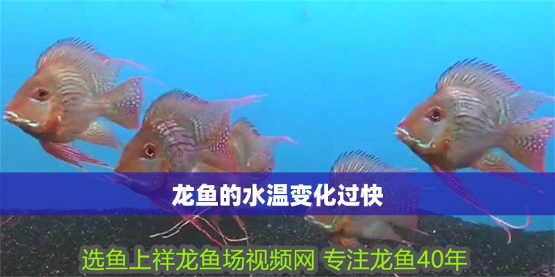 龍魚的水溫變化過(guò)快 龍魚的水溫變化過(guò)快 龍魚百科
