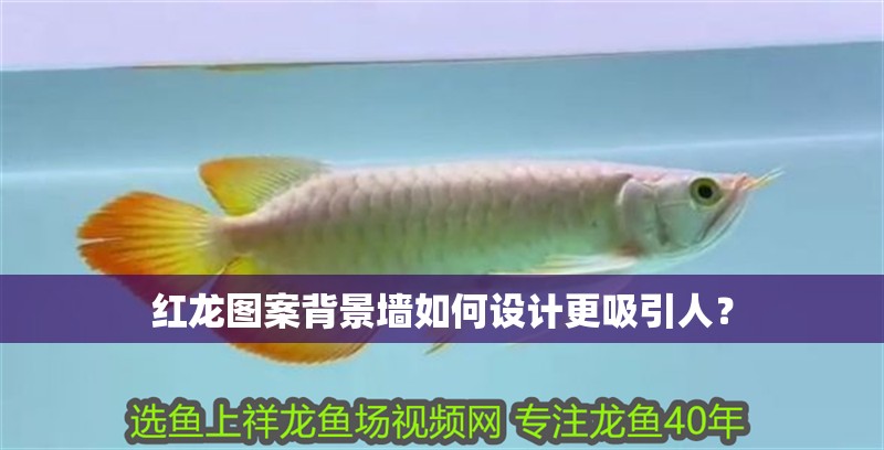 魚缸用增氧泵價(jià)格是多少:魚缸增氧機(jī)-xtrac增氧機(jī)-xtrac增氧機(jī) 紅龍圖案背景墻如何設(shè)計(jì)更吸引人? 龍魚百科 紅龍圖案背景墻如何設(shè)計(jì)更吸引人? 紅龍圖案背景墻如何設(shè)計(jì)更吸引人? 龍魚百科