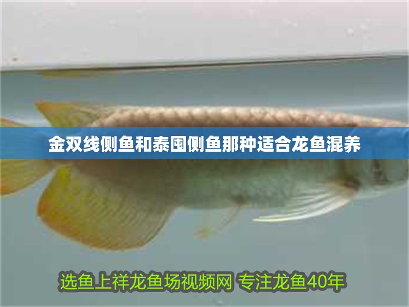 金雙線側魚和泰囤側魚那種適合龍魚混養